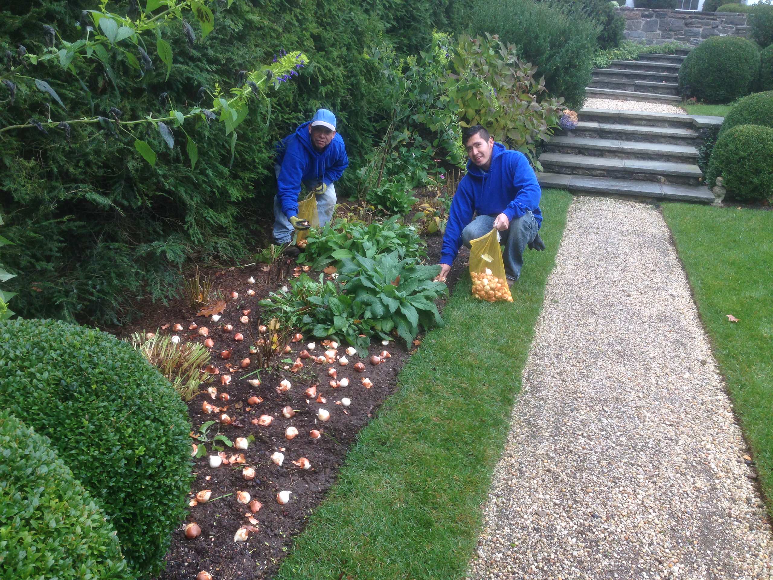 Time to Place your Spring forward Bulbs for Next Year with Peter Atkins and Associates