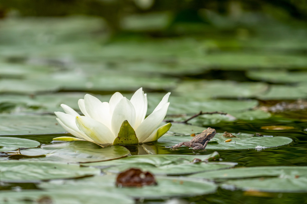 Water Feature with Water Lily, Essex