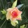 Peter Newcastle Aust spider mite breeder