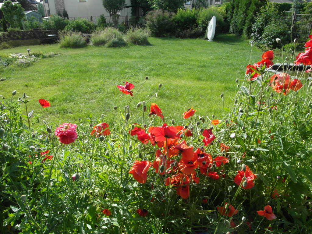 Маковый цветник