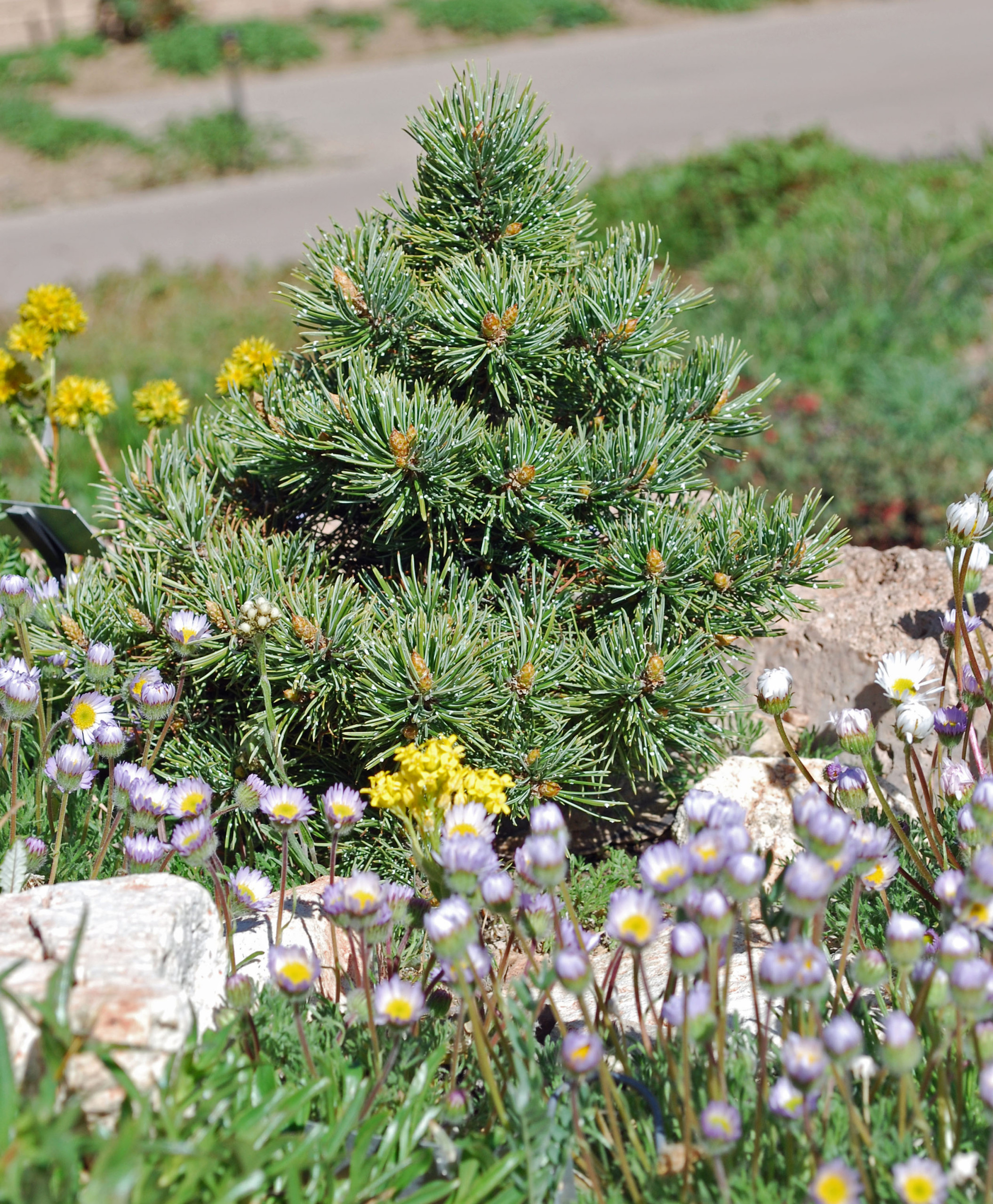 Great Design Plant: Rocky Mountain Bristlecone Pine