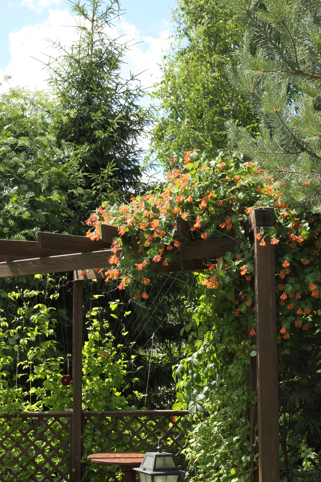 Коттеждный сад. Игры с цветом.