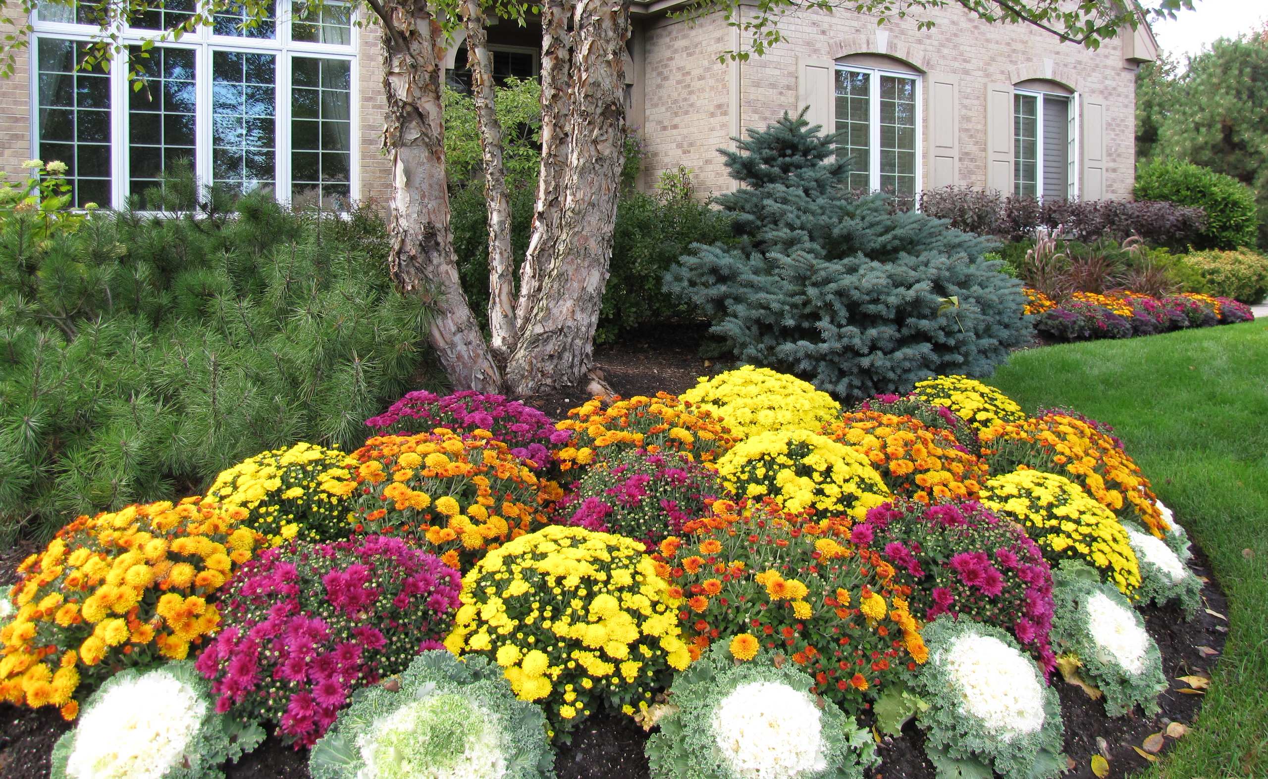 Fall Annuals