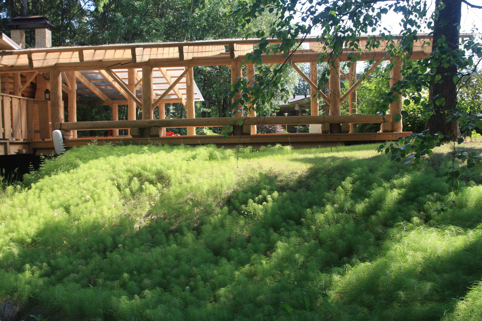 Лесная жизнь