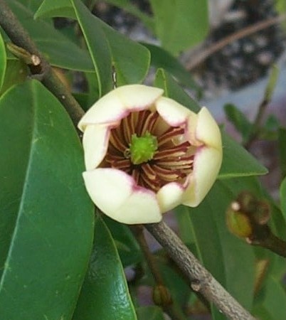 8 rosas con fragancia excepcional | Bayer Avanzado