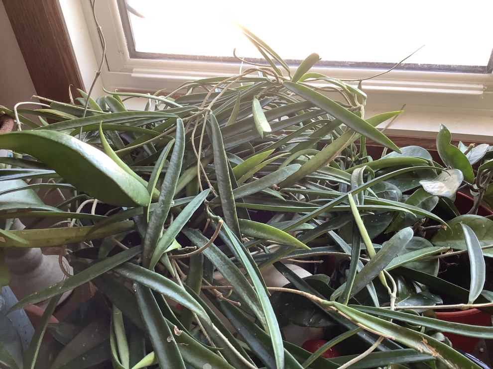 Hoya wayetii or hoya kentiana or string bean hoya?