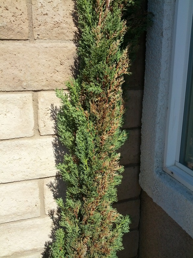 Browning Italian Cypress