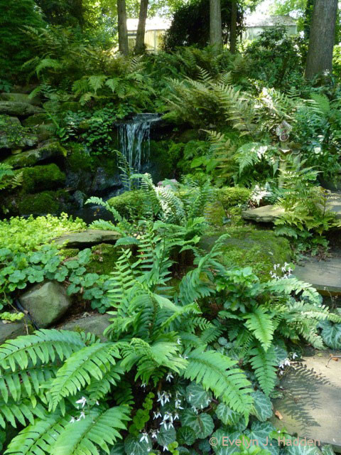 woodland garden with waterfall and ferns