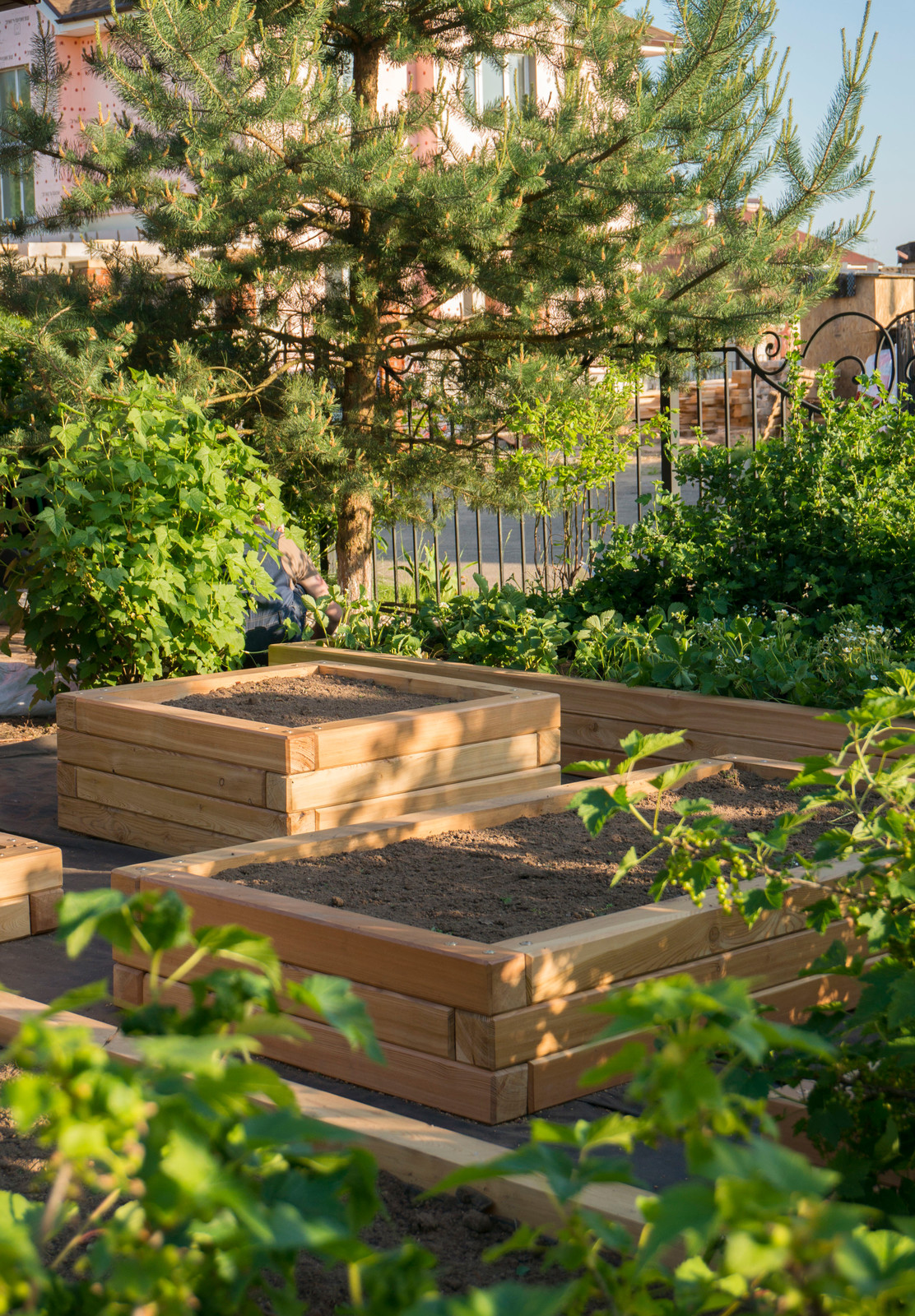 Грядки из лиственницы