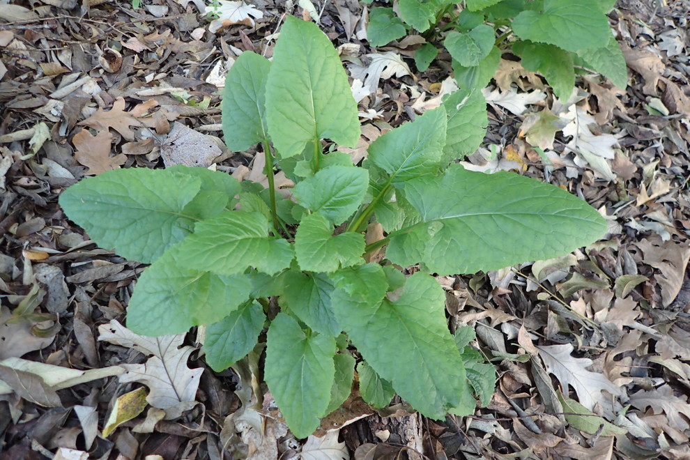 SpadeShaped Leaves?