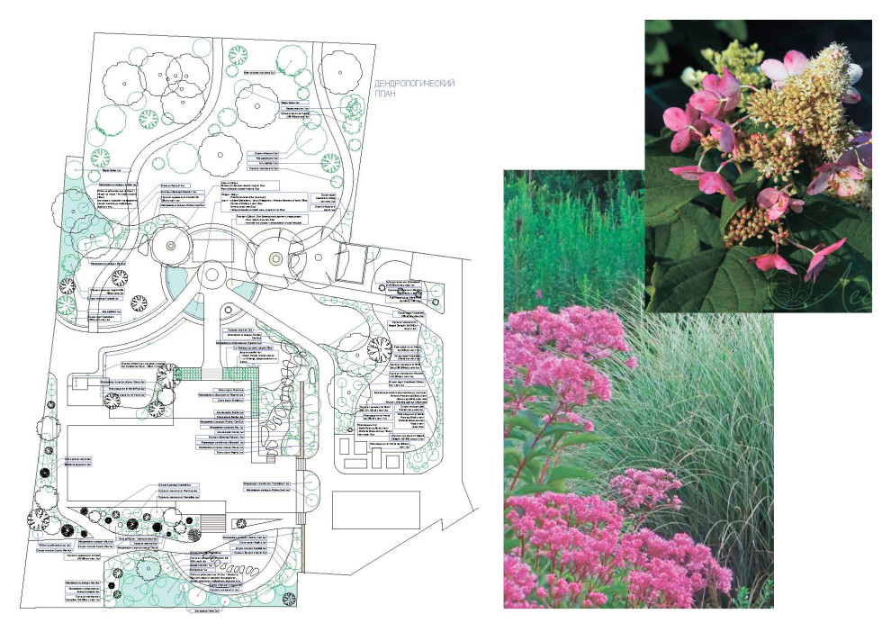 Дендрологический  план.