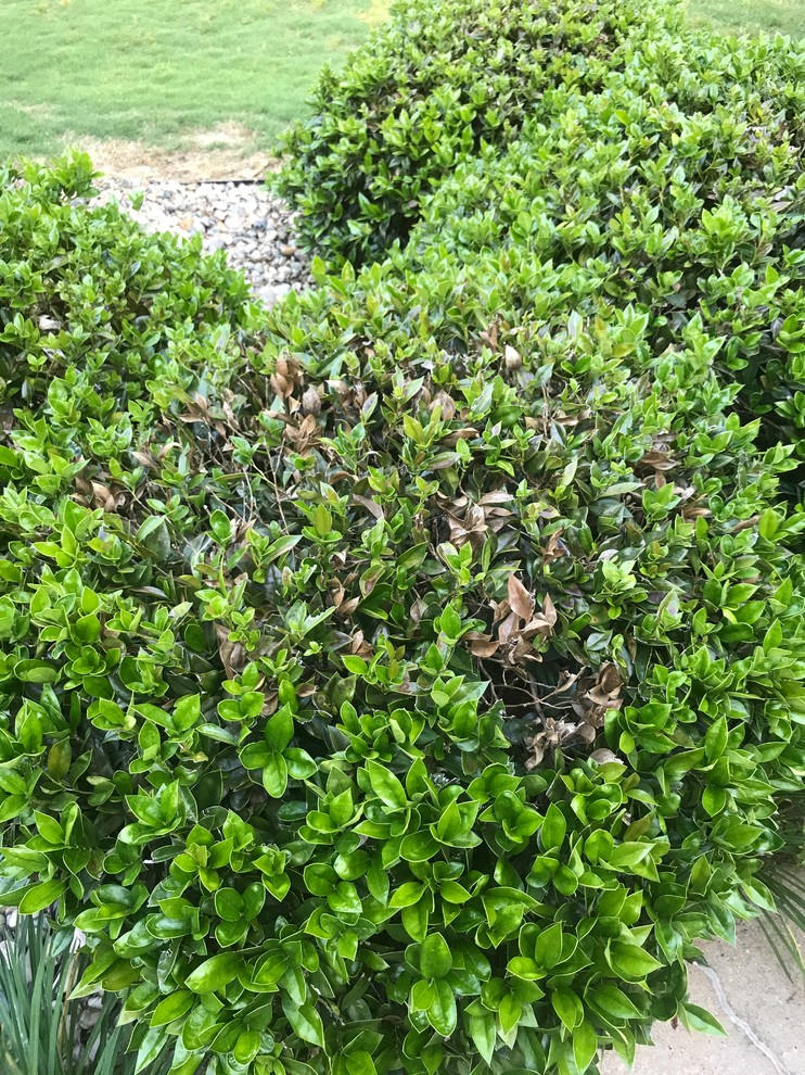 Shrubs Dying