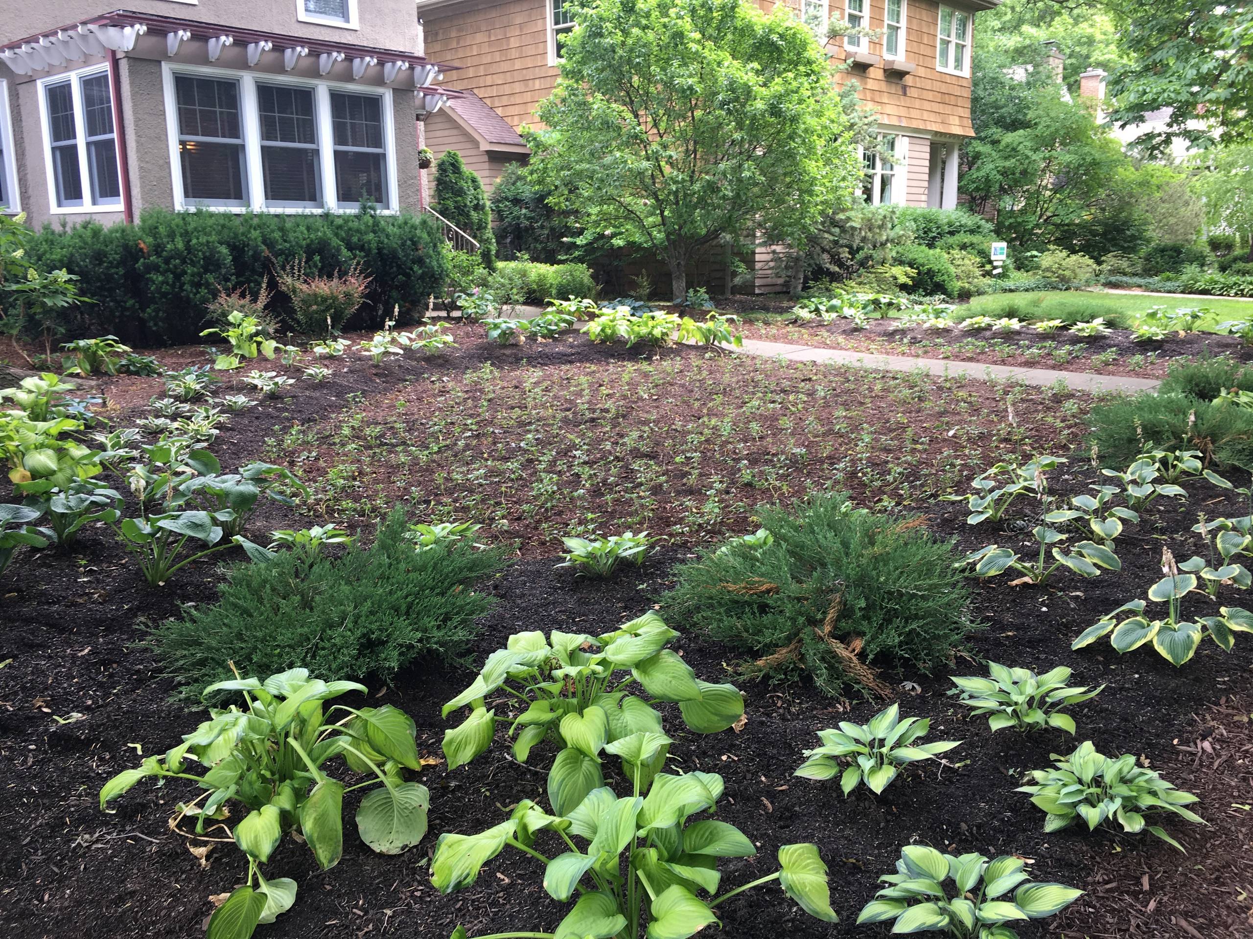 2017 Shade Front Yard