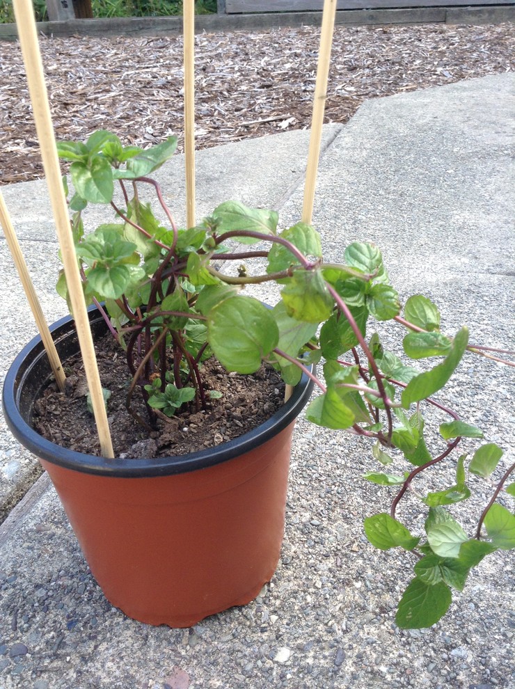 Droopy red stems on my mint