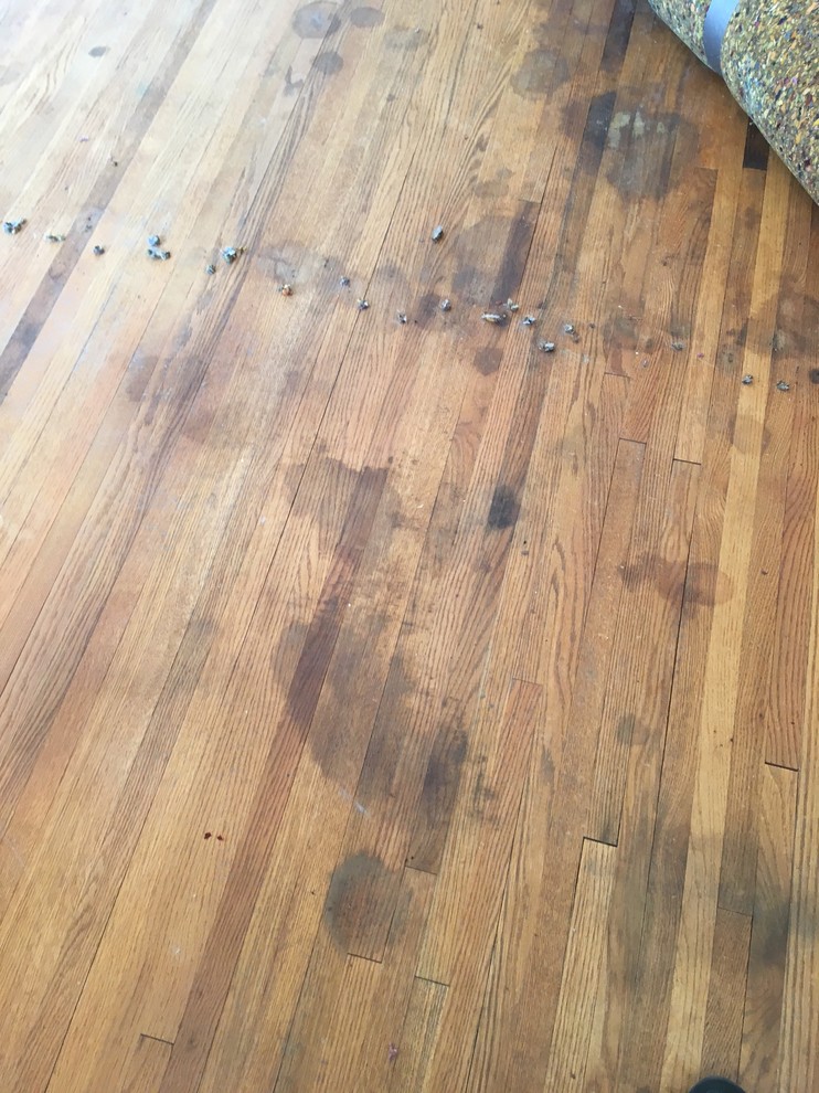 Pet stained hardwood floors too far gone