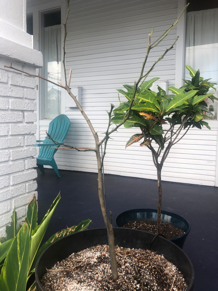 Meyer Lemon Tree Dying