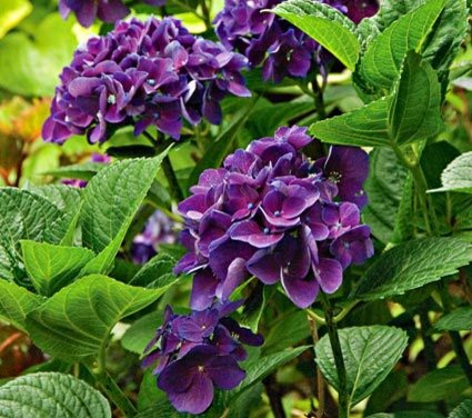 Looking for an amazing dark colored hydrangea with purple potential?