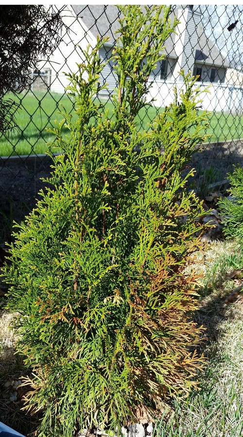 Arborvitaes turning brown