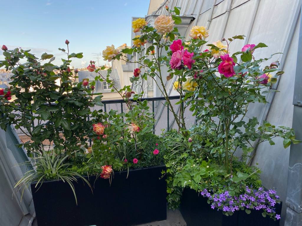Des rosiers pétillants et sains