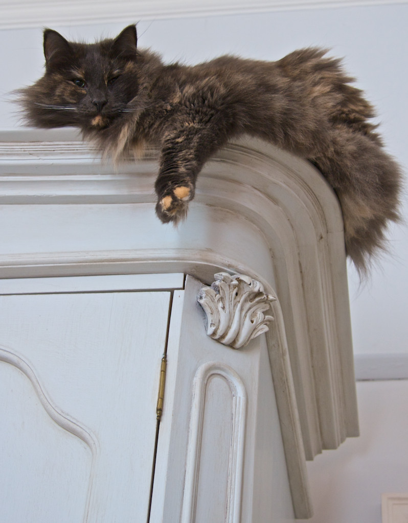 Houzz Pets: 50 Cats Cozy Up at Home