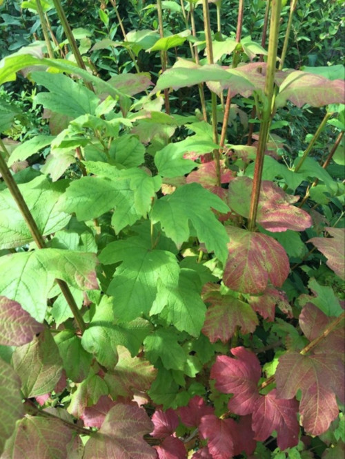 Tall, fast growing plant with maplelike leaves