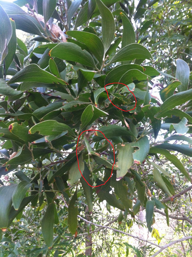 possible the hardest tree to id need help