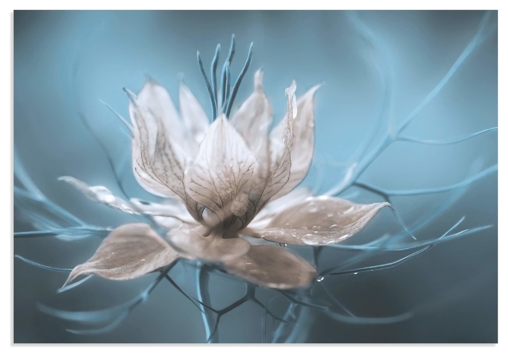Frozen Flower Image 'Ice Flower', Fantasy Art on Metal or Acrylic Contemporary Metal Wall