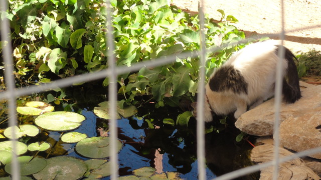 Kitty Enclosure eclectic-landscape