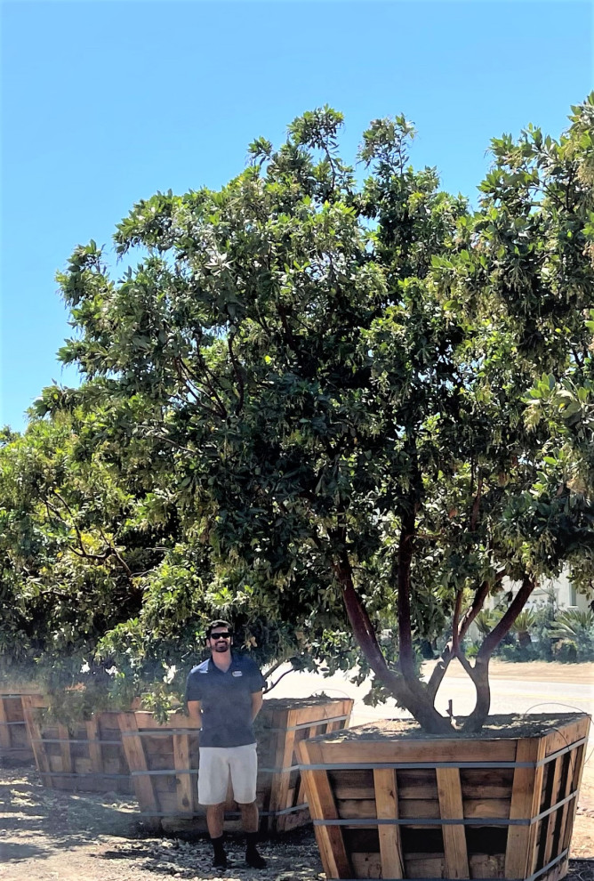 Big Specimen Trees Contemporary Patio Los Angeles by Names