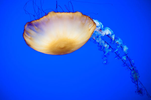 Fine Art Photograph, Jellyfish V, Fine Art Paper Giclee