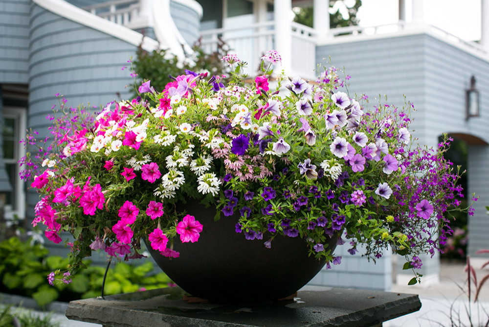 Potted Gardens