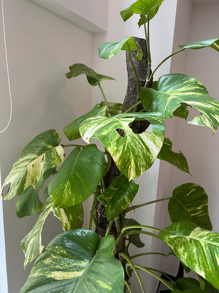 Will my golden pothos ever look like it once did?