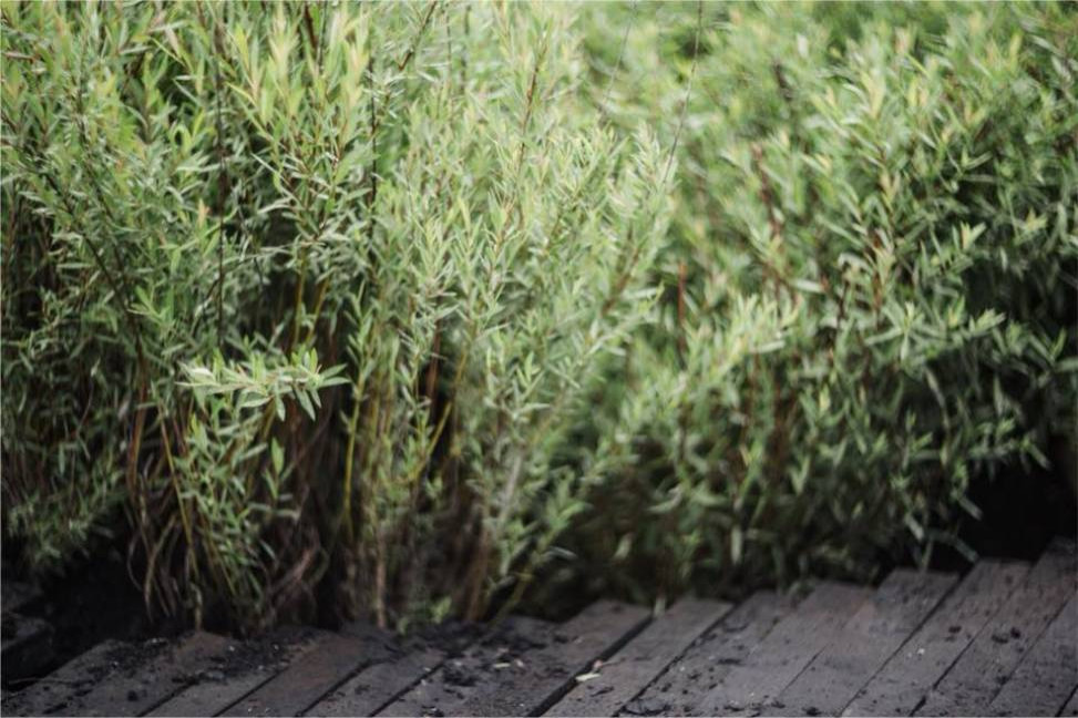 Мини-сад "Ветер в ивах"