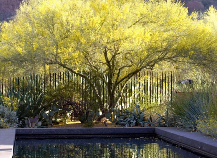 This is an example of a modern garden in Phoenix.