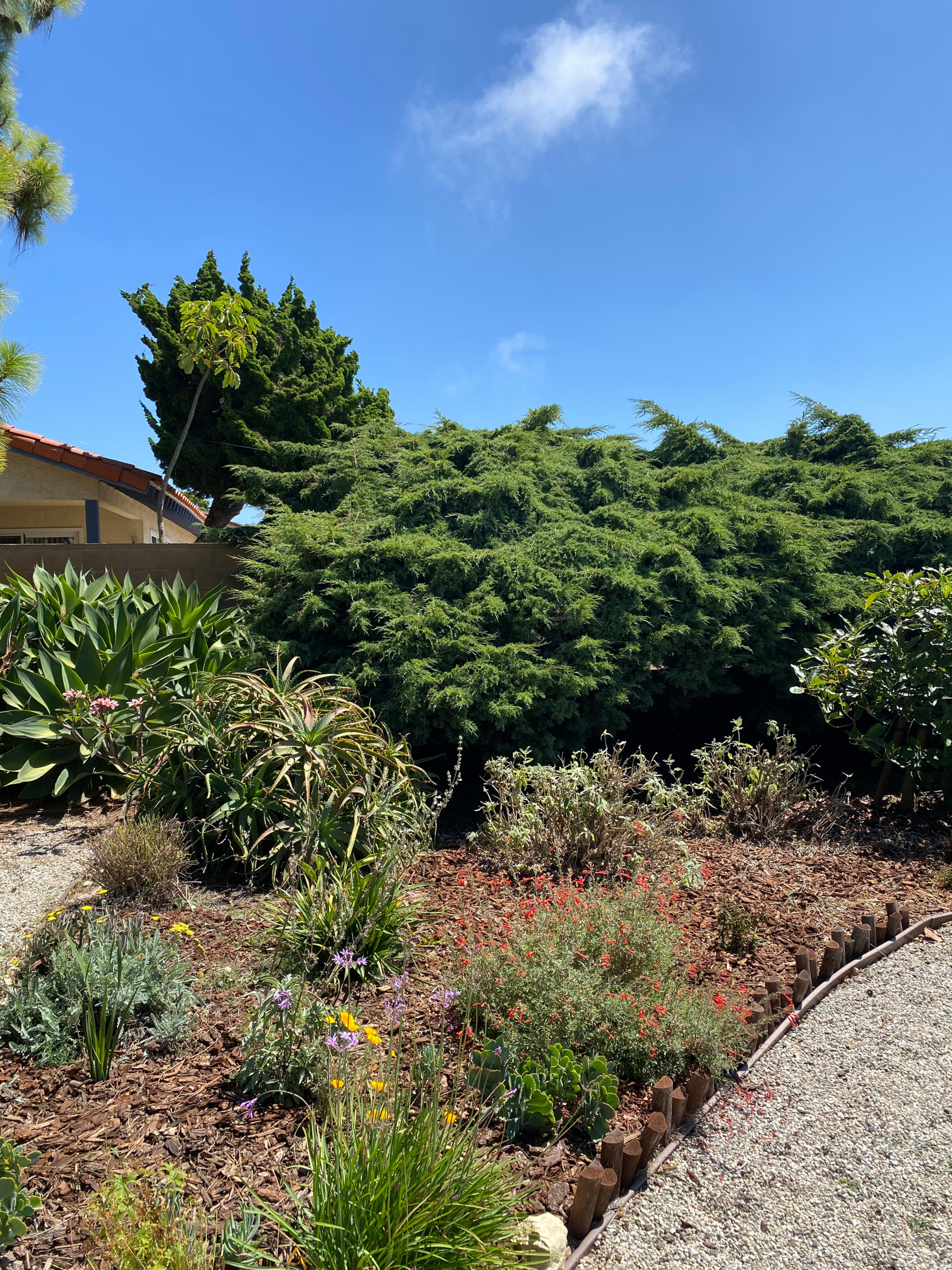 Rancho Palos Verdes, CA - Regenerative California Native Garden