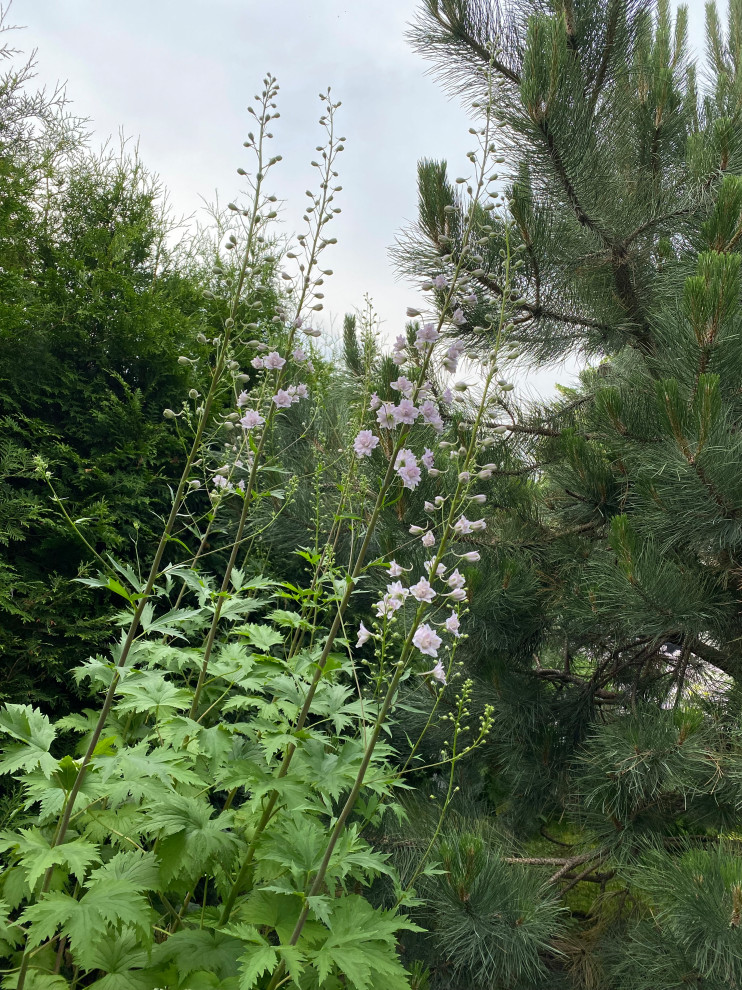 КП Пестово "Evergreen'