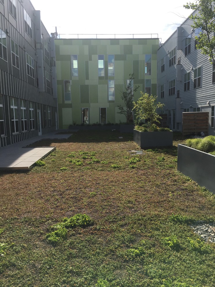 Paseo Verde Green Roof