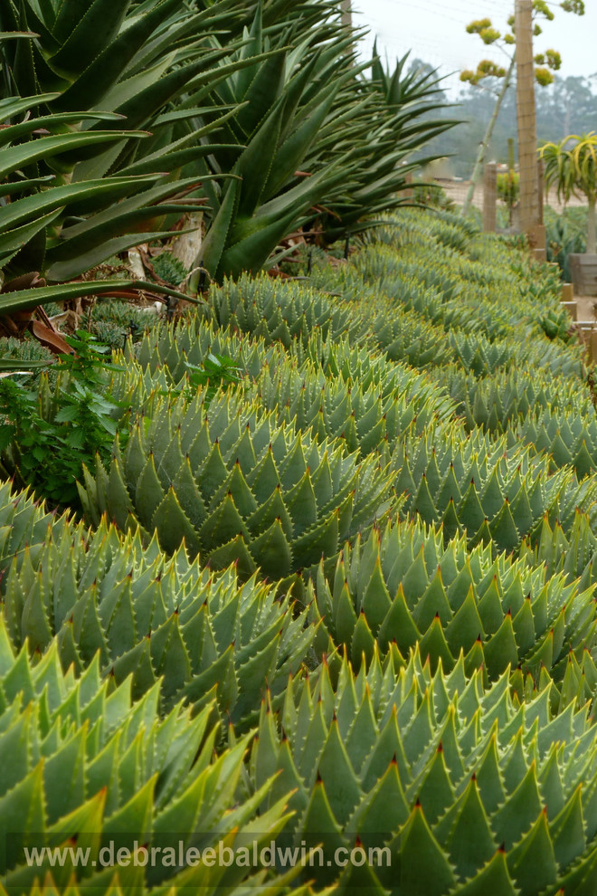 Succulent Gardens Eclectic Landscape San Diego By Debra