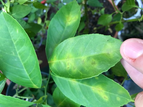 Meyer Lemon Yellow Spots/Blotches on Leaves, Dropping