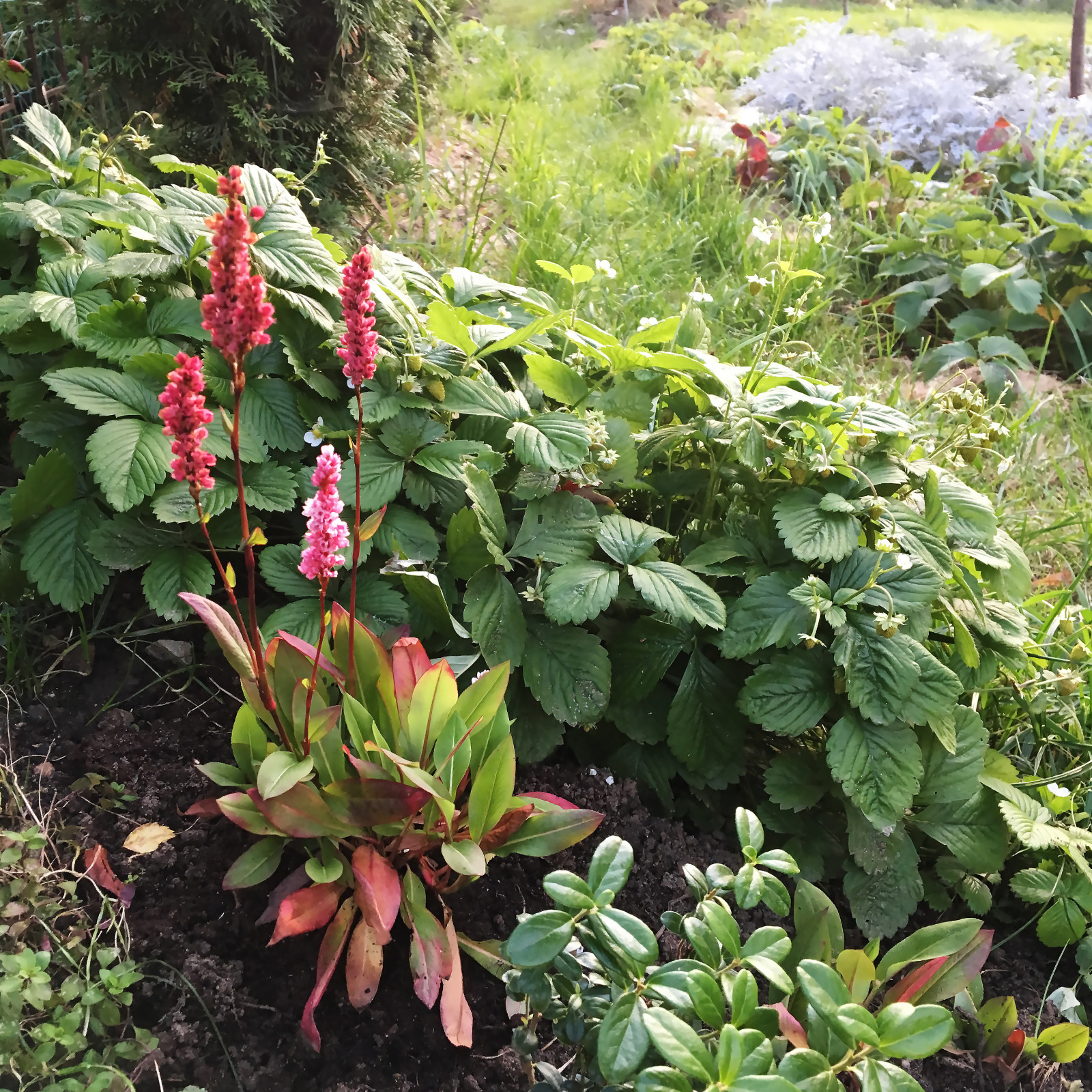 Цветники в природном стиле