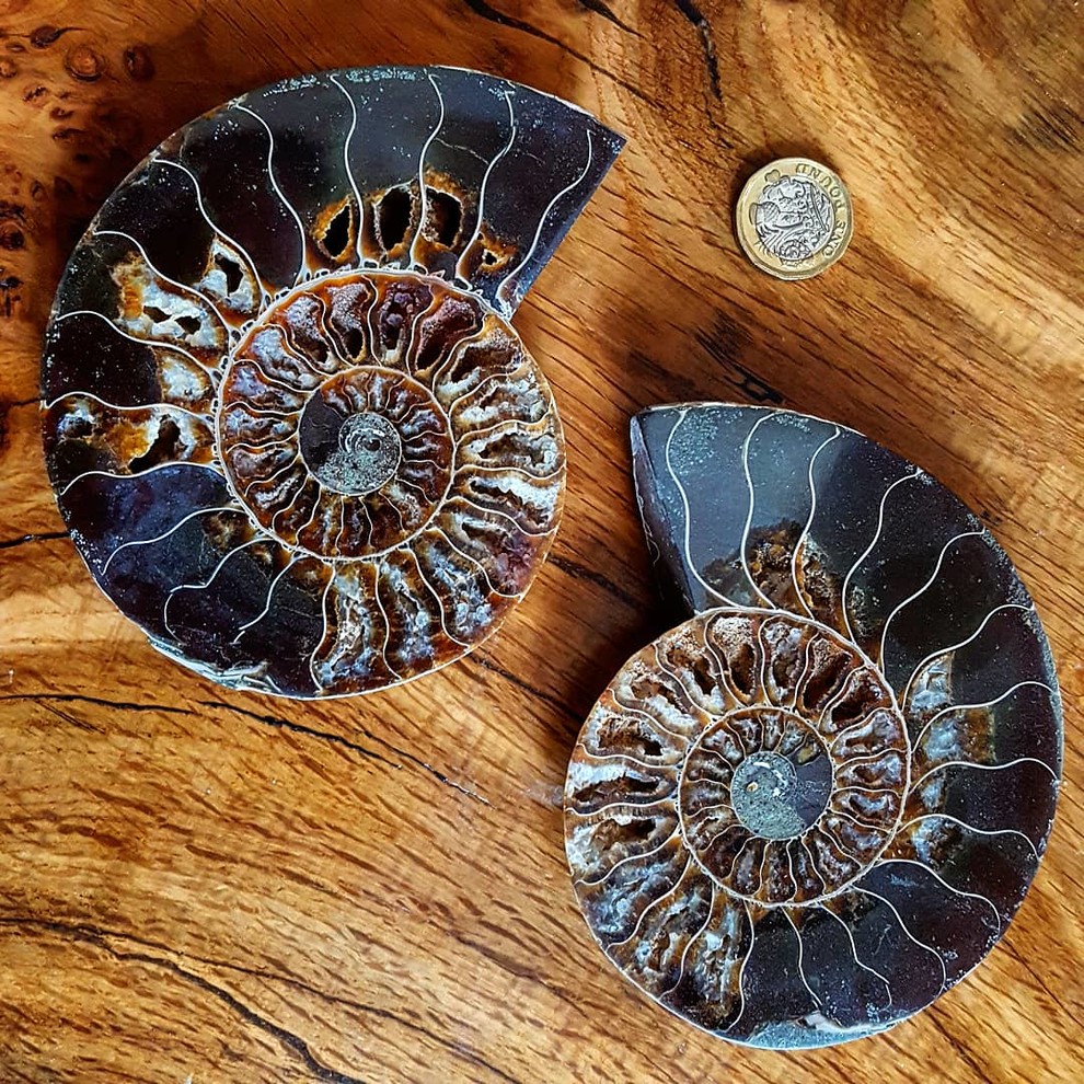 Resinembedded fossils Houzz UK