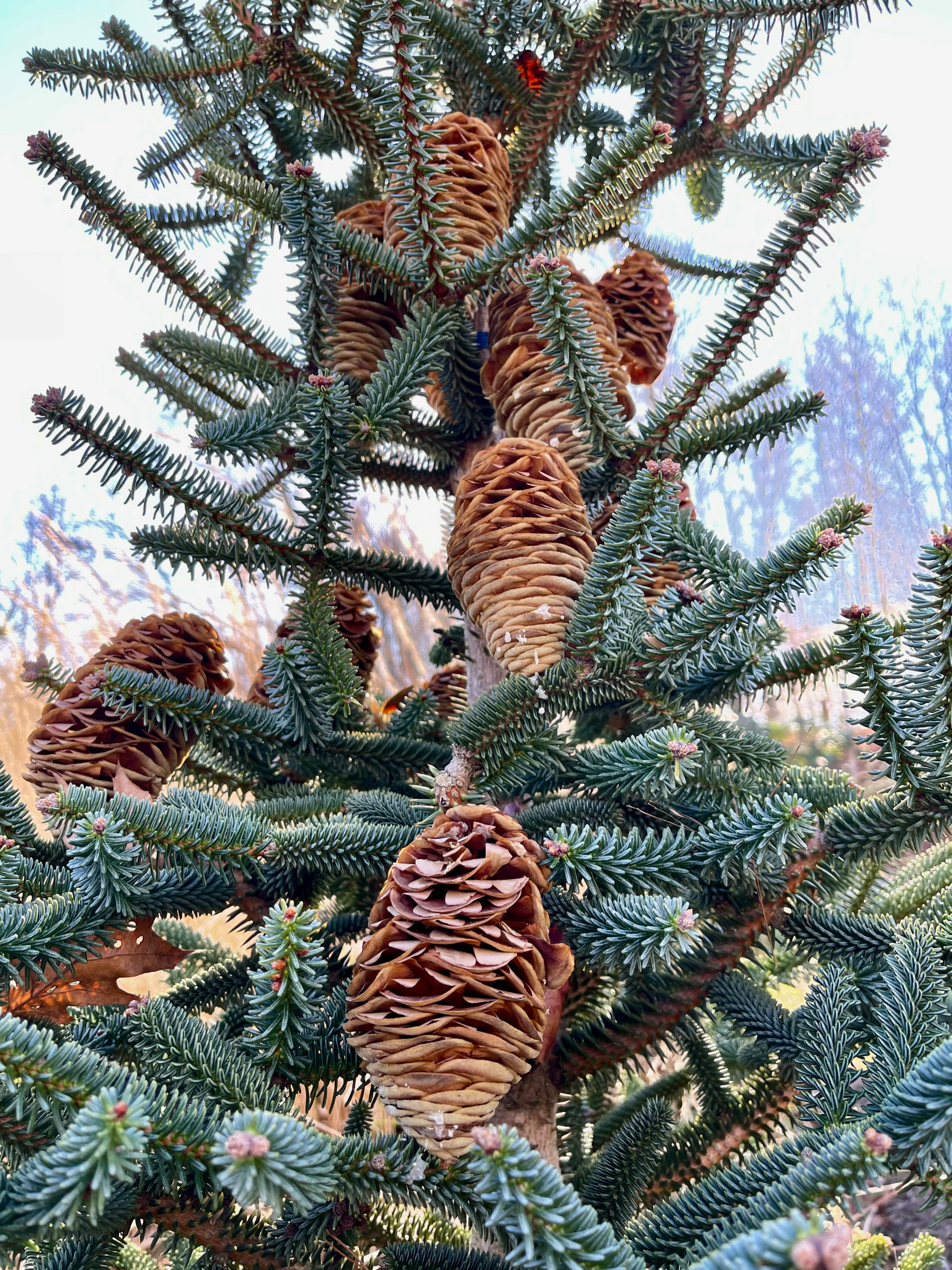 Spanish fir with opening cones