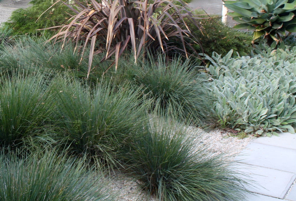 Photo of a modern garden in Hobart.