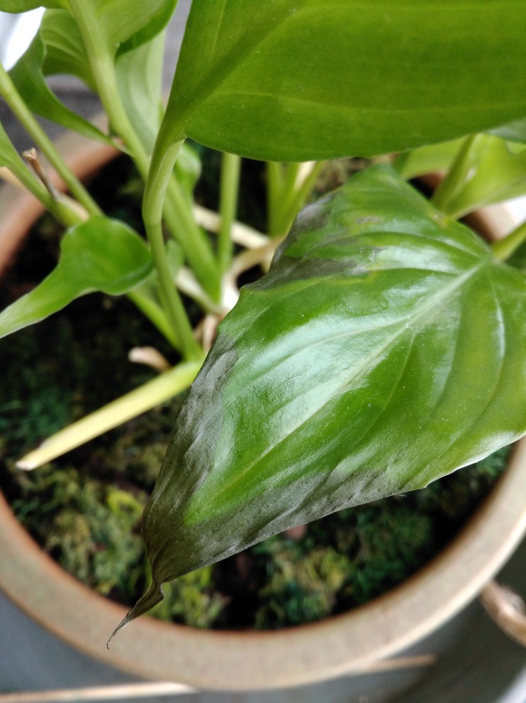 Overwatering peace lily?