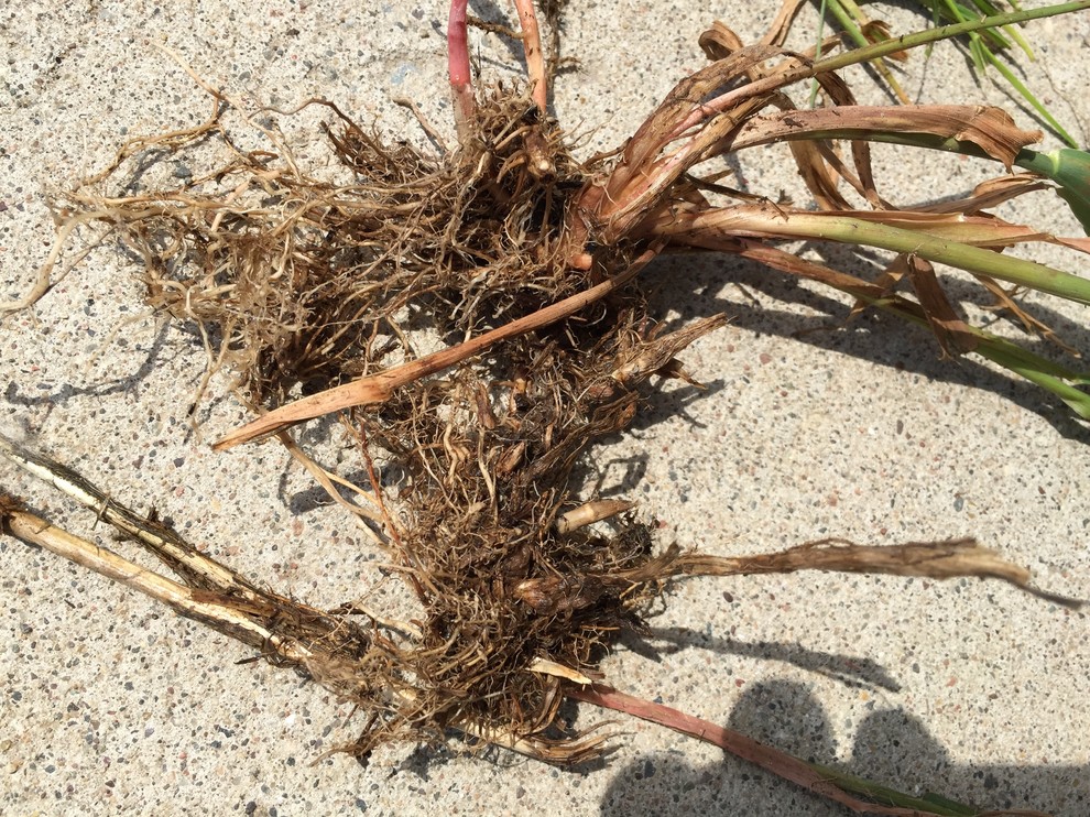 Nutsedge or quackgrass? ***Big Pictures***