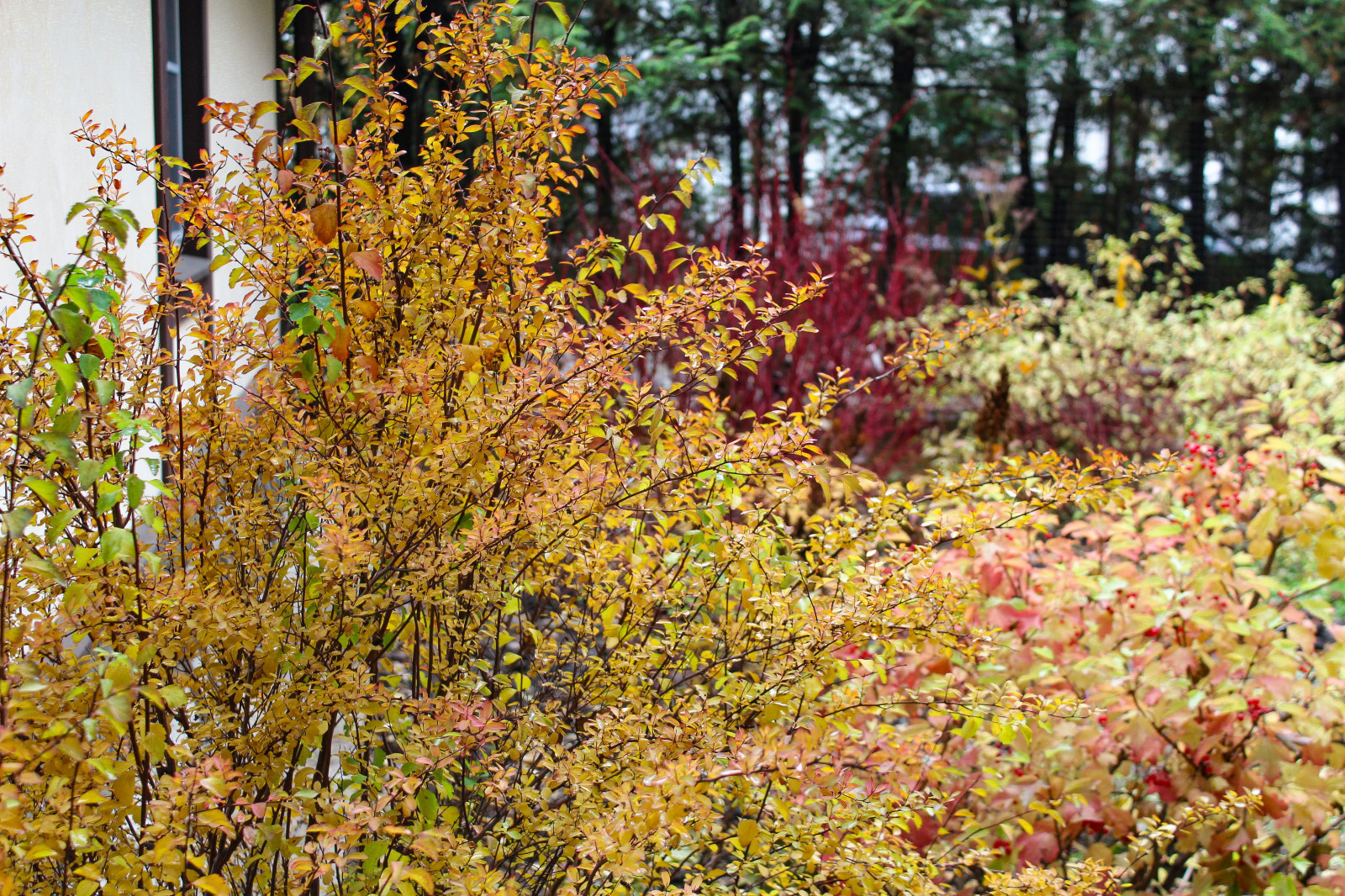 Генеральские дачи