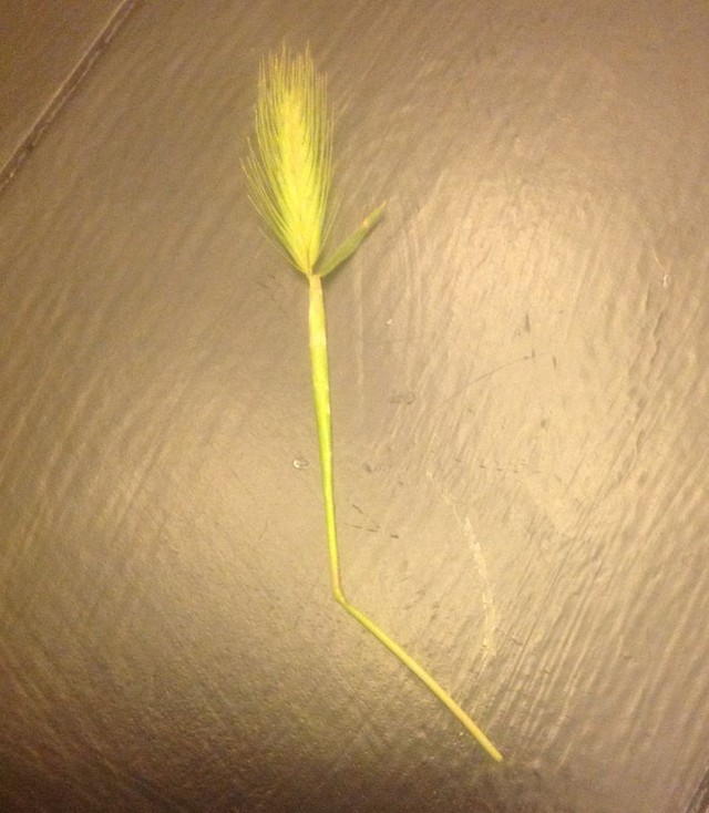 Wheatlike weed; what is it?
