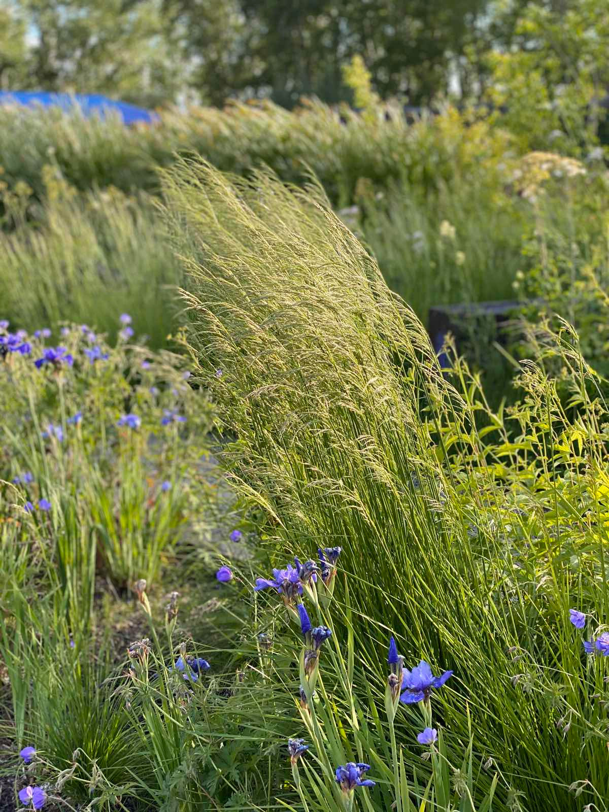 Злаковые цветники
