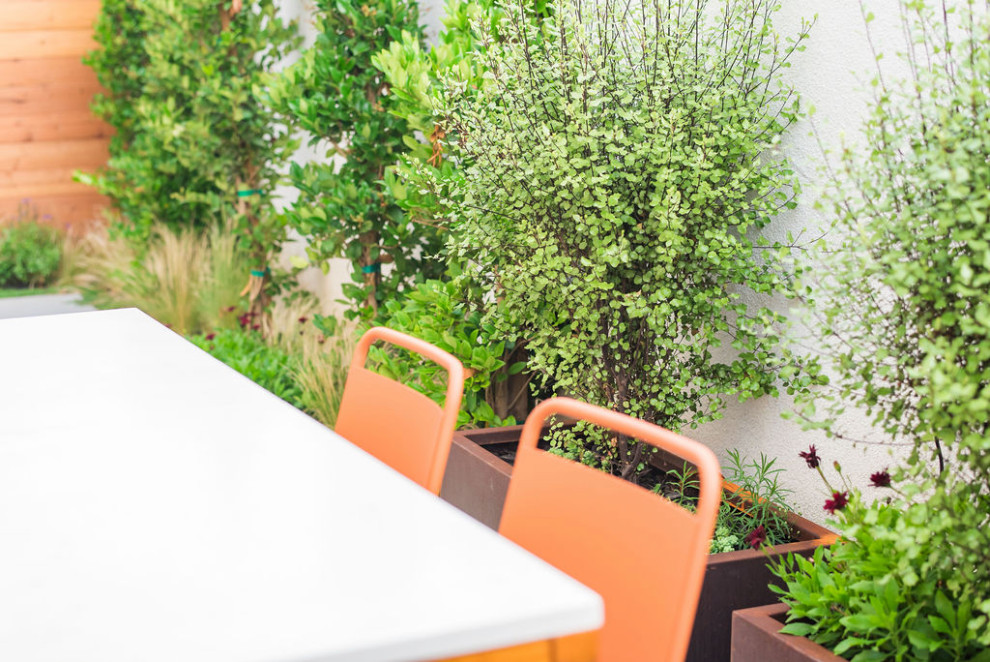 Esempio di un piccolo giardino xeriscape moderno esposto in pieno sole dietro casa in primavera con un giardino in vaso, pavimentazioni in cemento e recinzione in legno