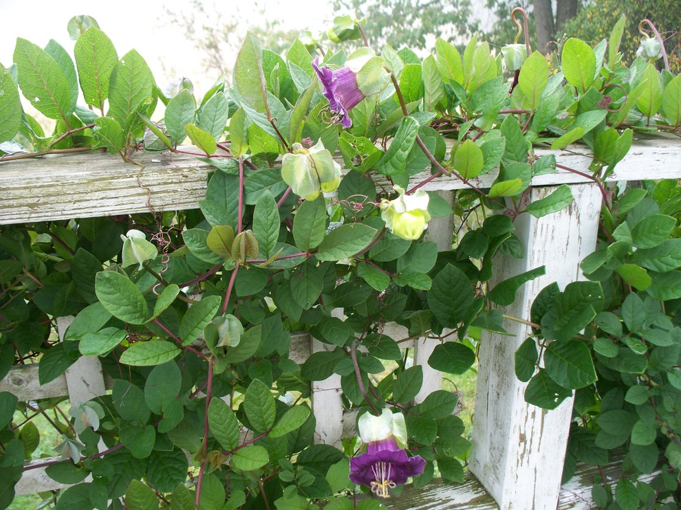 Cup and Saucer vine on the old back porch
